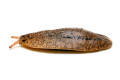 Veronicella cubensis Hawaii juvenil